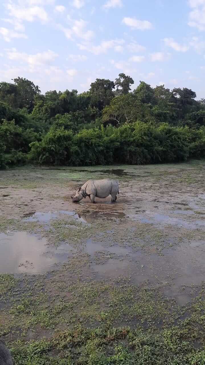 Kaziranga