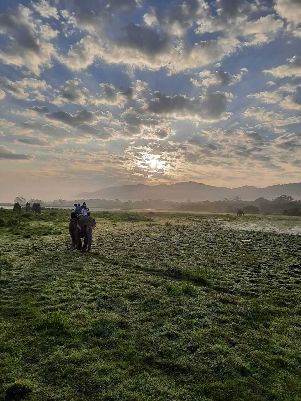 Kaziranga