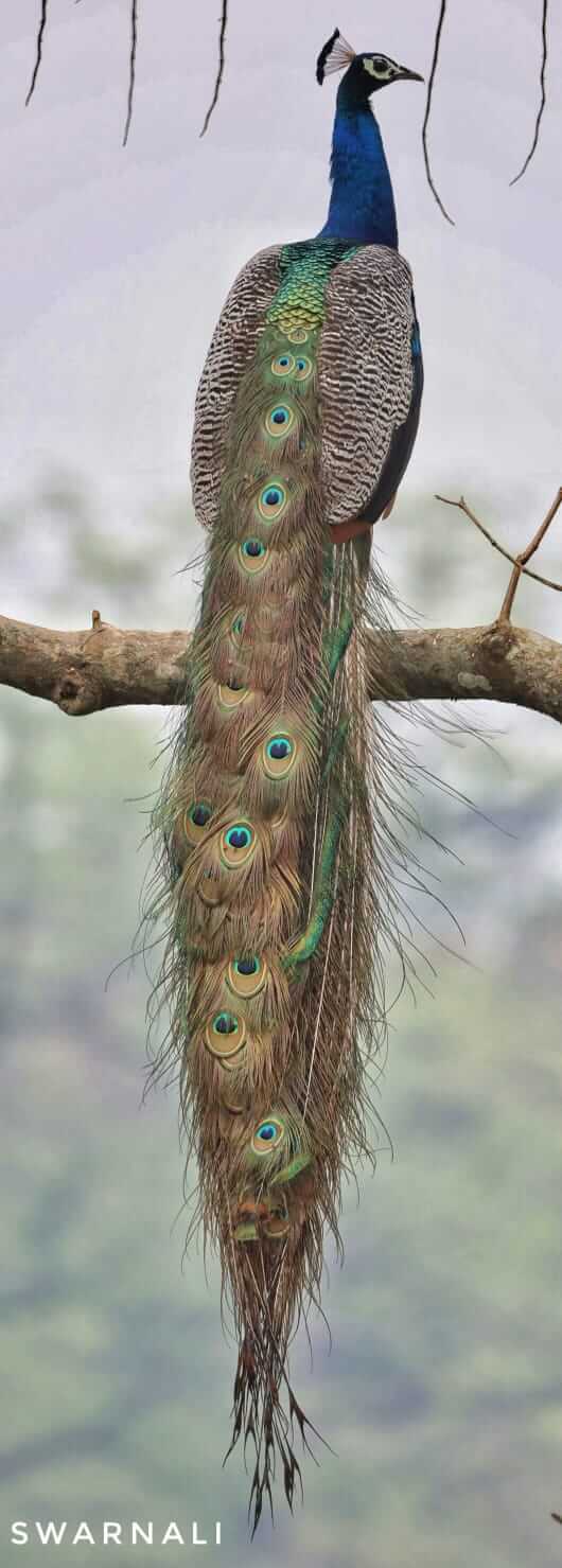 NESTS