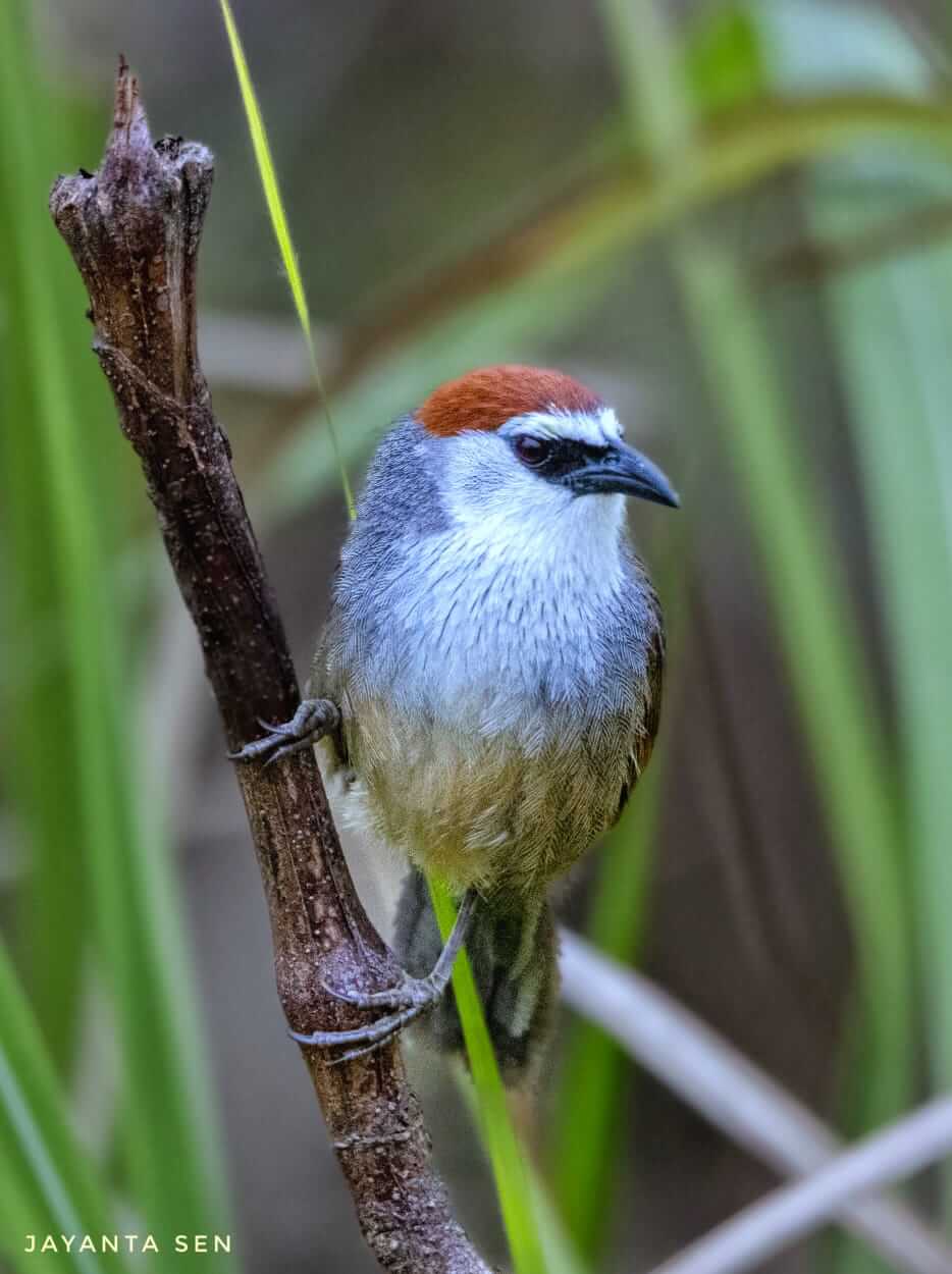 NESTS