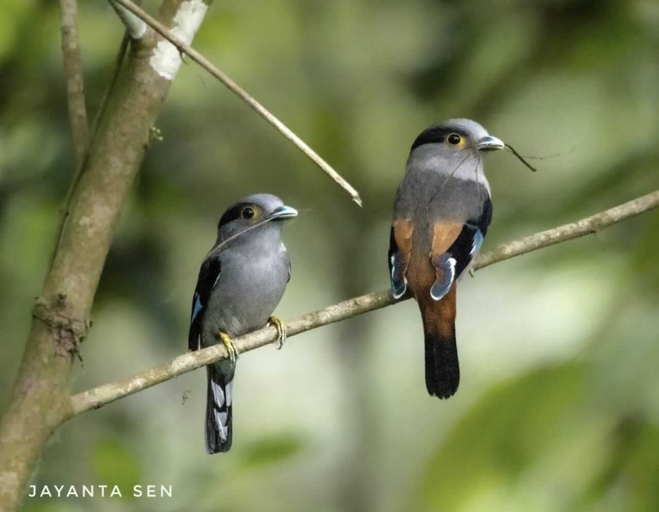 NESTS